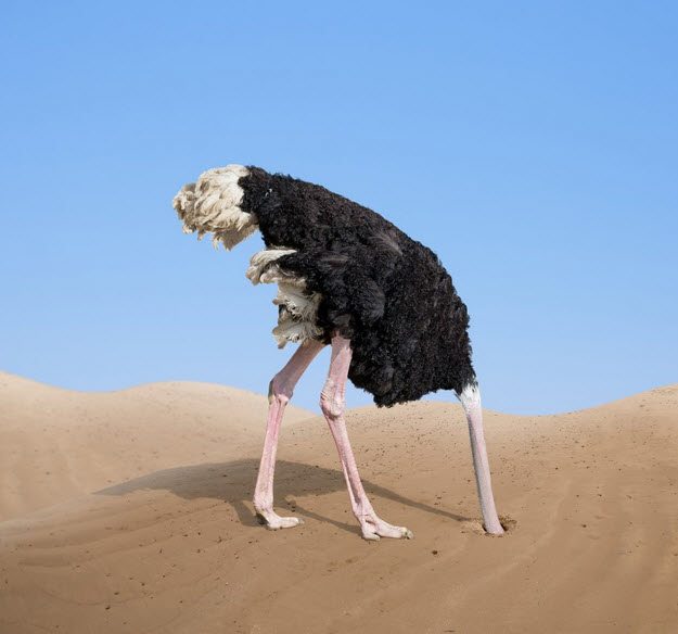 All 101+ Images ostrich with its head in the sand Stunning